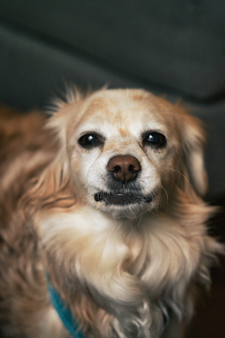 Saturday Play Date: Twix & Gracie Take Over the House